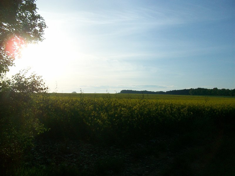 539.JPG