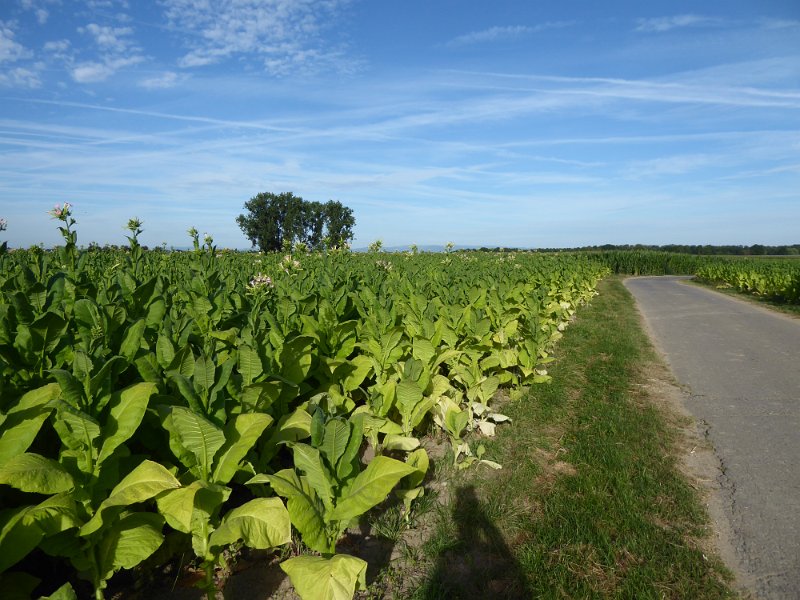 184.JPG